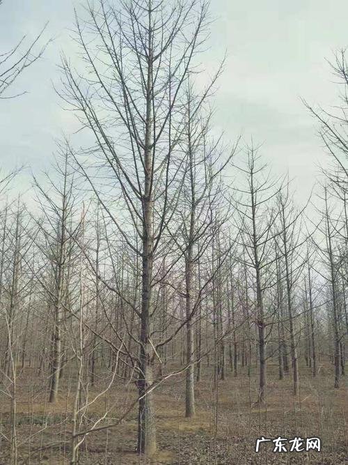 银杏树育苗方法 银杏树栽种