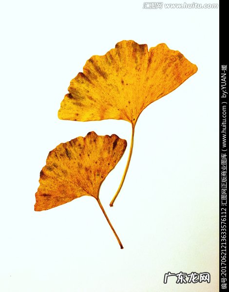 描写银杏叶子的段落 银杏叶子的外形描写