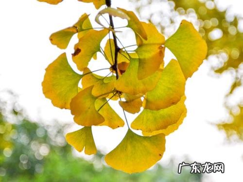 描写银杏叶子的段落 银杏叶子的外形描写