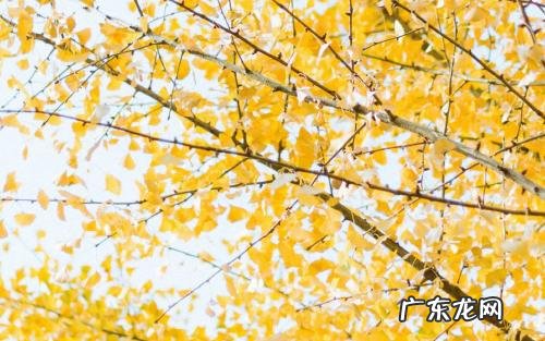 拍银杏叶照片发朋友圈的说说 秋天银杏叶发朋友圈的说说