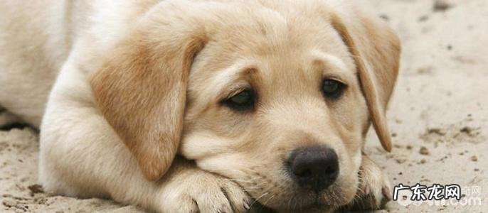 小狗心脏病 小狗心肌炎治疗方式详细介绍