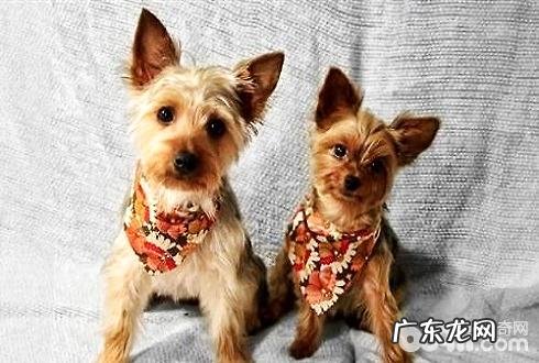 什么是狗狗应激综合症 狗狗应急综合征怎么办