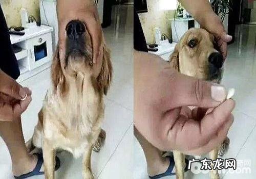 如何能够老老实实的让小狗服药？