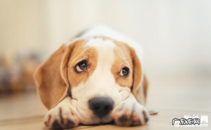 母犬会来大姨妈吗?