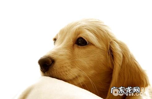 母犬会来大姨妈吗?