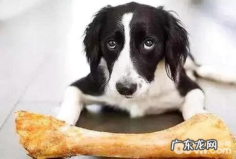 小狗胃出血怎么办 小狗胃溃疡出血治疗方法