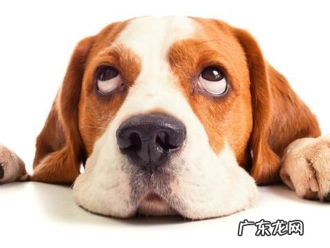 狗狗便秘该怎么办?狗狗便秘怎样预防?