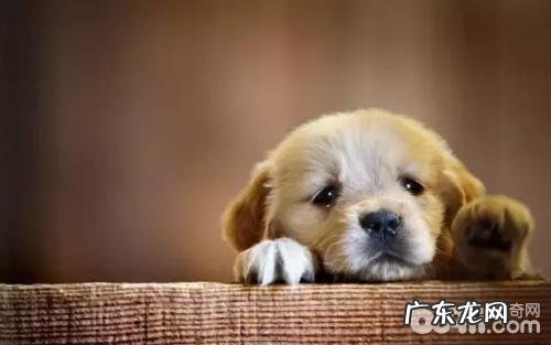 小狗鼻炎的原因,小狗鼻窦炎如何预防?