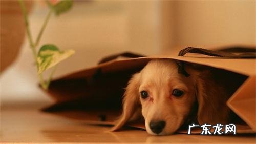 小狗鼻炎的原因,小狗鼻窦炎如何预防?