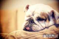 狗狗驱虫 小狗身体外裂头蚴有什么