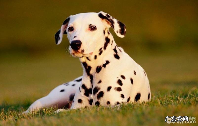 小狗过敏了怎么办 小狗皮肤过敏解决方案有什么