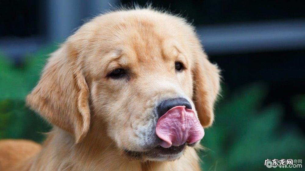 小狗过敏了怎么办 小狗皮肤过敏解决方案有什么