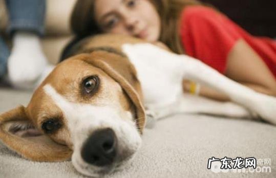 小狗过敏了怎么办 小狗皮肤过敏解决方案有什么