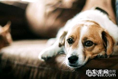 小狗也会抑郁症吗 小狗抑郁症解决方案有什么
