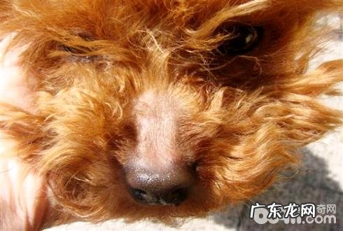 小狗鼻部除毛该怎么办 小狗鼻部除毛的缘故有什么