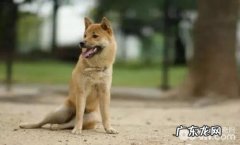 小狗为何反胃 狗狗呕吐治疗方法