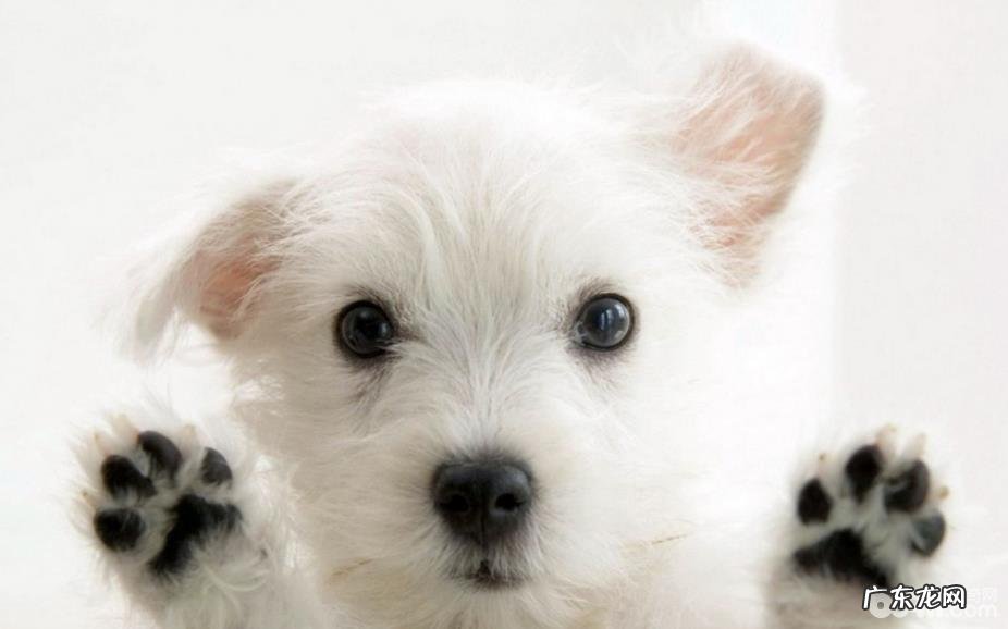 狗狗后腿发抖该怎么办？狗狗后腿发抖缘故有什么？