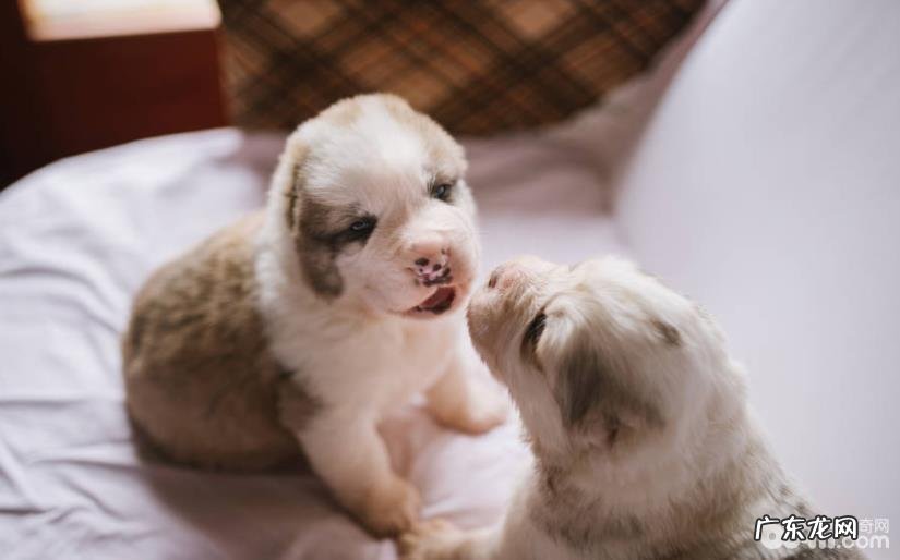 狗狗后腿发抖该怎么办？狗狗后腿发抖缘故有什么？