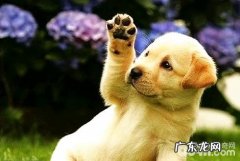 狗狗后腿发抖该怎么办？狗狗后腿发抖缘故有什么？