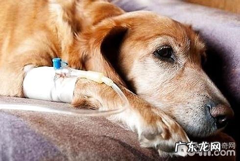 小狗脱水怎么办 小狗脱干怎么预防