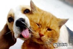 小狗鼻部并不是灰黑色的该怎么办小狗鼻部并不是灰黑色的是病了吗