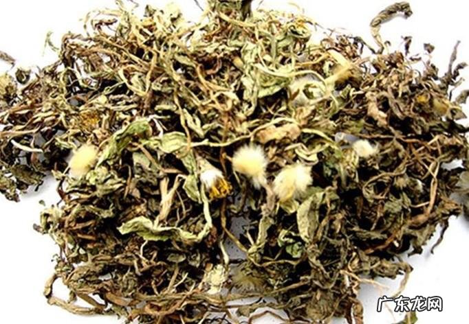 蒲公英根的禁忌 蒲公英根