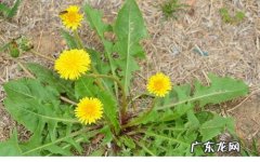 蒲公英根的禁忌 蒲公英根