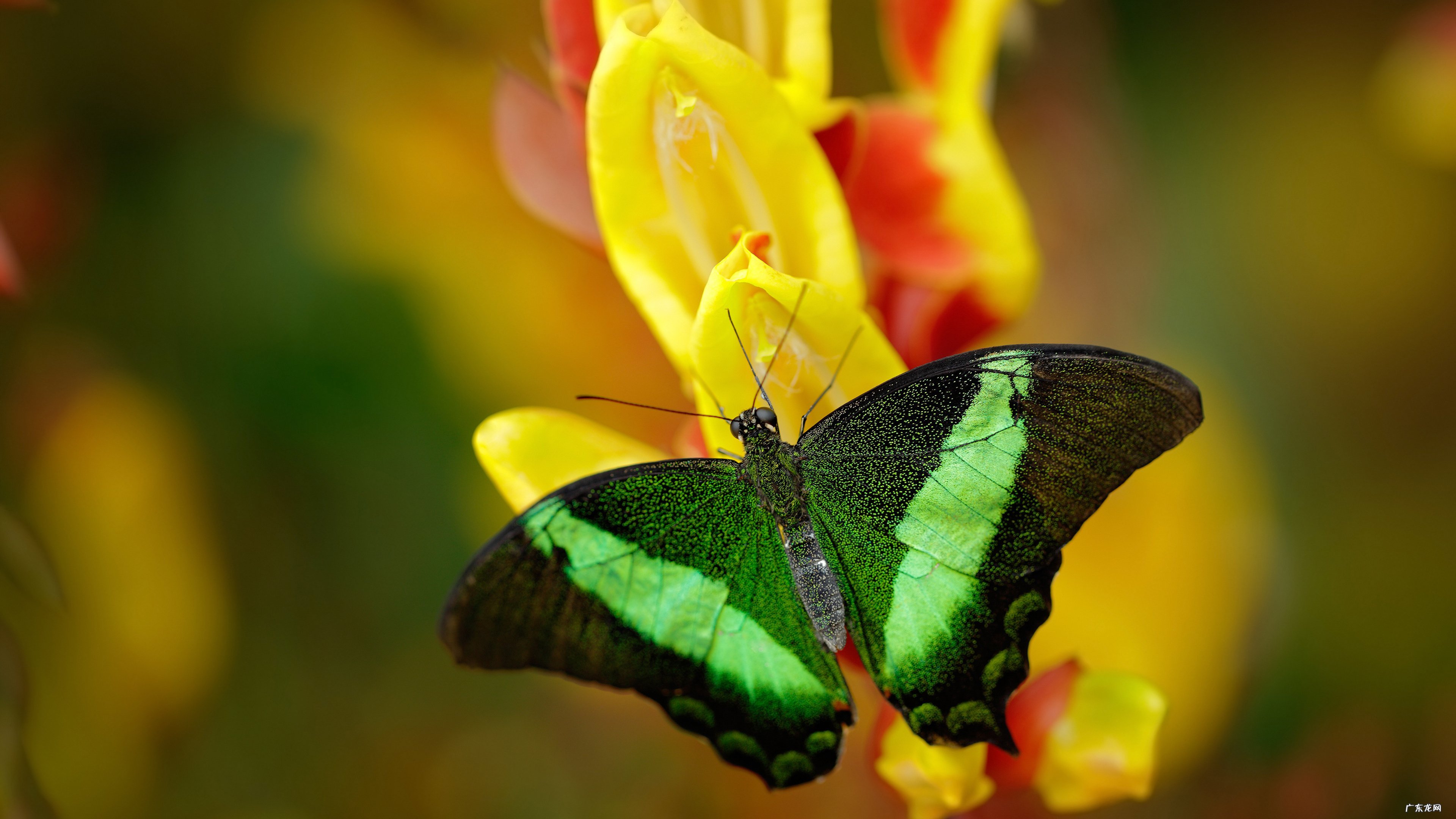 小宝宝贫血,喝了补血药停药多久可以再化验?