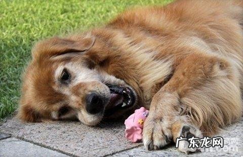 小狗夹层玻璃胃的缘故有什么？小狗夹层玻璃胃怎么治疗？