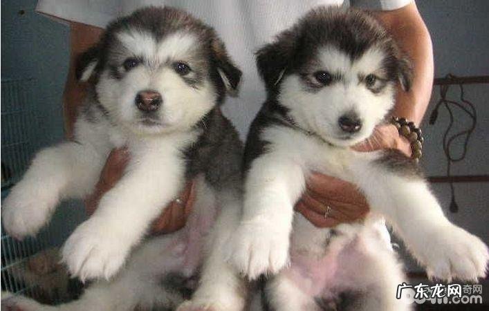 小狗夹层玻璃胃的缘故有什么？小狗夹层玻璃胃怎么治疗？