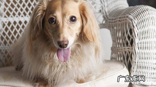 小狗夹层玻璃胃的缘故有什么？小狗夹层玻璃胃怎么治疗？