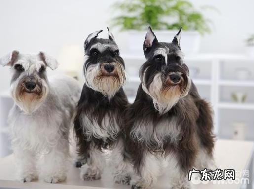 小狗夹层玻璃胃的缘故有什么？小狗夹层玻璃胃怎么治疗？