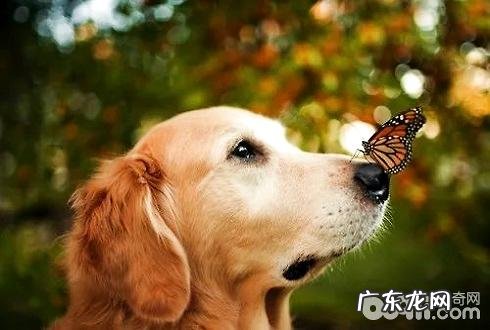 小狗为何鼻子干 狗狗鼻子干的缘故有什么