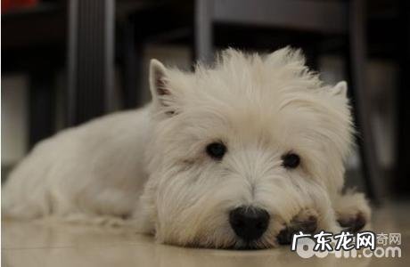 狗狗吐黄水有什么缘故？狗狗吐黄水治疗方法