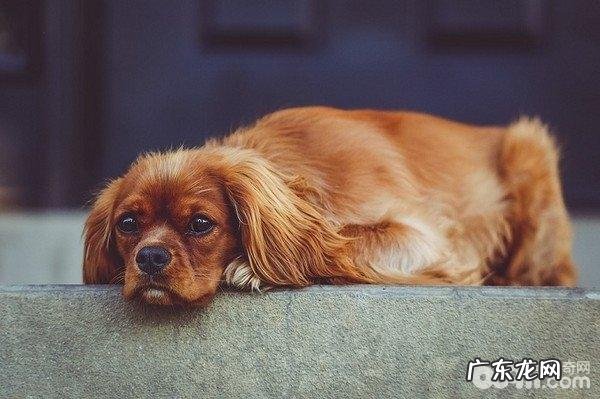 狗狗吐黄水有什么缘故？狗狗吐黄水治疗方法