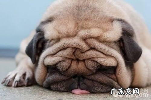 狗狗吐黄水有什么缘故？狗狗吐黄水治疗方法