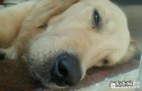 狗狗吐黄水有什么缘故？狗狗吐黄水治疗方法