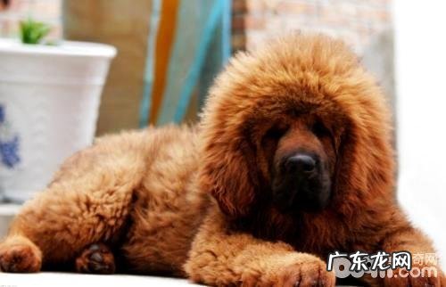 小狗血糖低小狗血糖低的缘故有什么