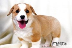小狗为何不要吃物品？狗狗不吃东西该怎么办？