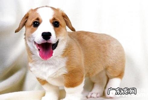 小狗为何不要吃物品?狗狗不吃东西该怎么办?