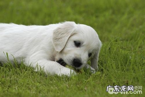 小狗大便发黑 小狗大便发黑的原因是什么