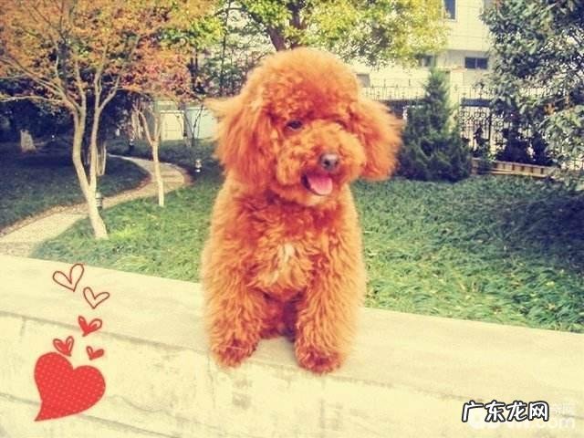 泰迪犬耳朵里面头发愈来愈稀少该怎么办