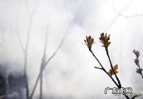 关于风的感悟50字 关于风的感悟