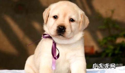 小狗反刍动物该怎么办小狗反刍动物治疗方法详细介绍