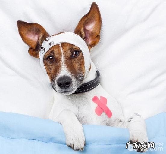 小狗何时刚开始接种疫苗?狗狗打疫苗应当注意什么?