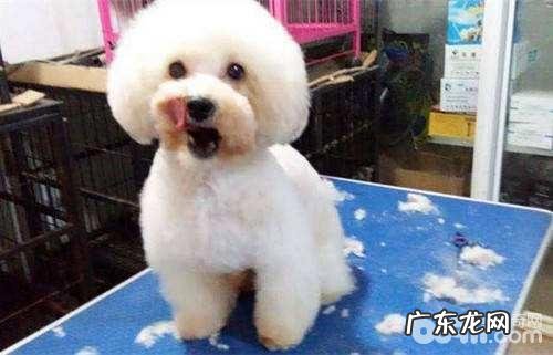 小泰迪有眼泪该怎么办？小泰迪有眼泪的缘故有什么？