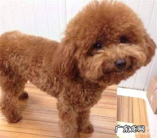 小泰迪有眼泪该怎么办？小泰迪有眼泪的缘故有什么？