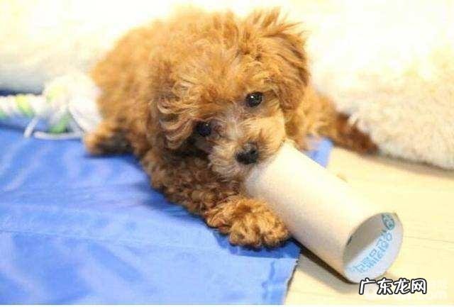 小泰迪有眼泪该怎么办？小泰迪有眼泪的缘故有什么？