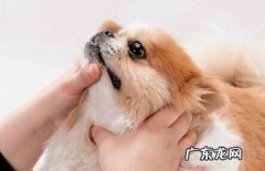 狗狗生病不服药，狗狗生病不服药怎么解决？