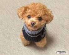 狗狗有泪痕，导致狗狗泪痕的缘故有什么？